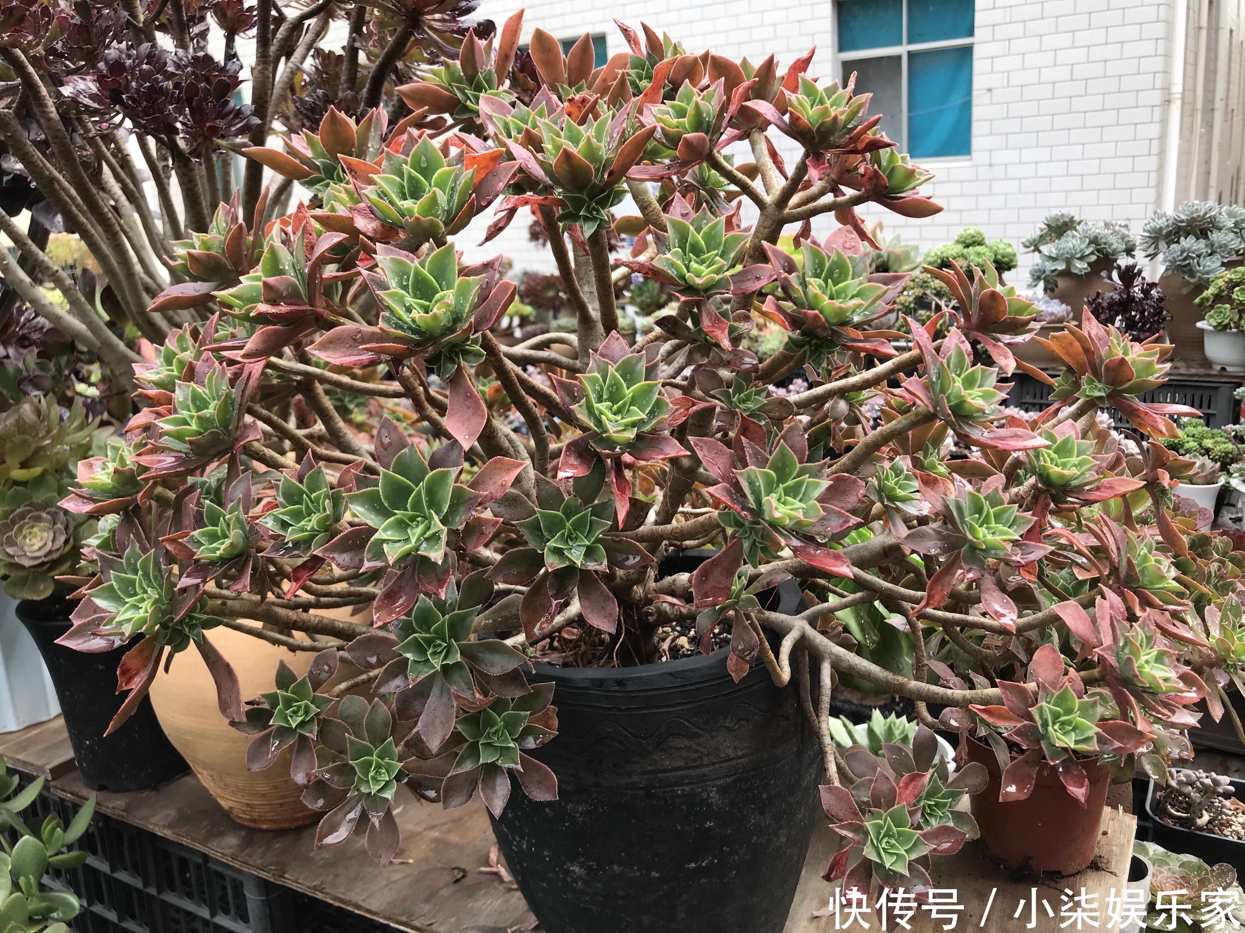 养护|秋季养多肉爆盆技巧,不要犯了3个错,多肉长成大老桩