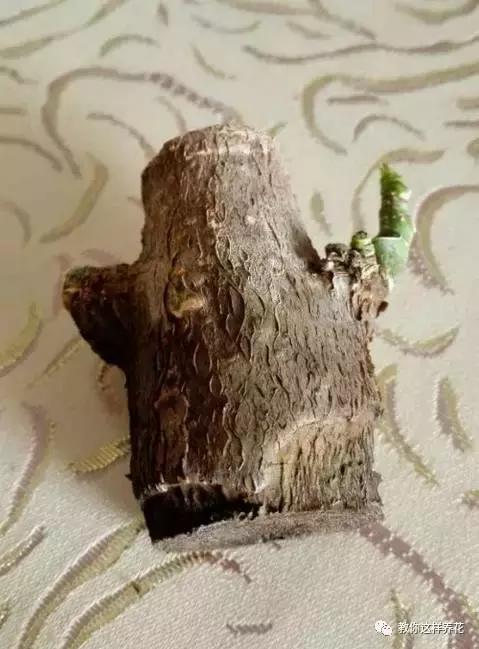 土生根|4种花放水里猛长根,比土培好养100倍,一分钱不花,还很漂亮!