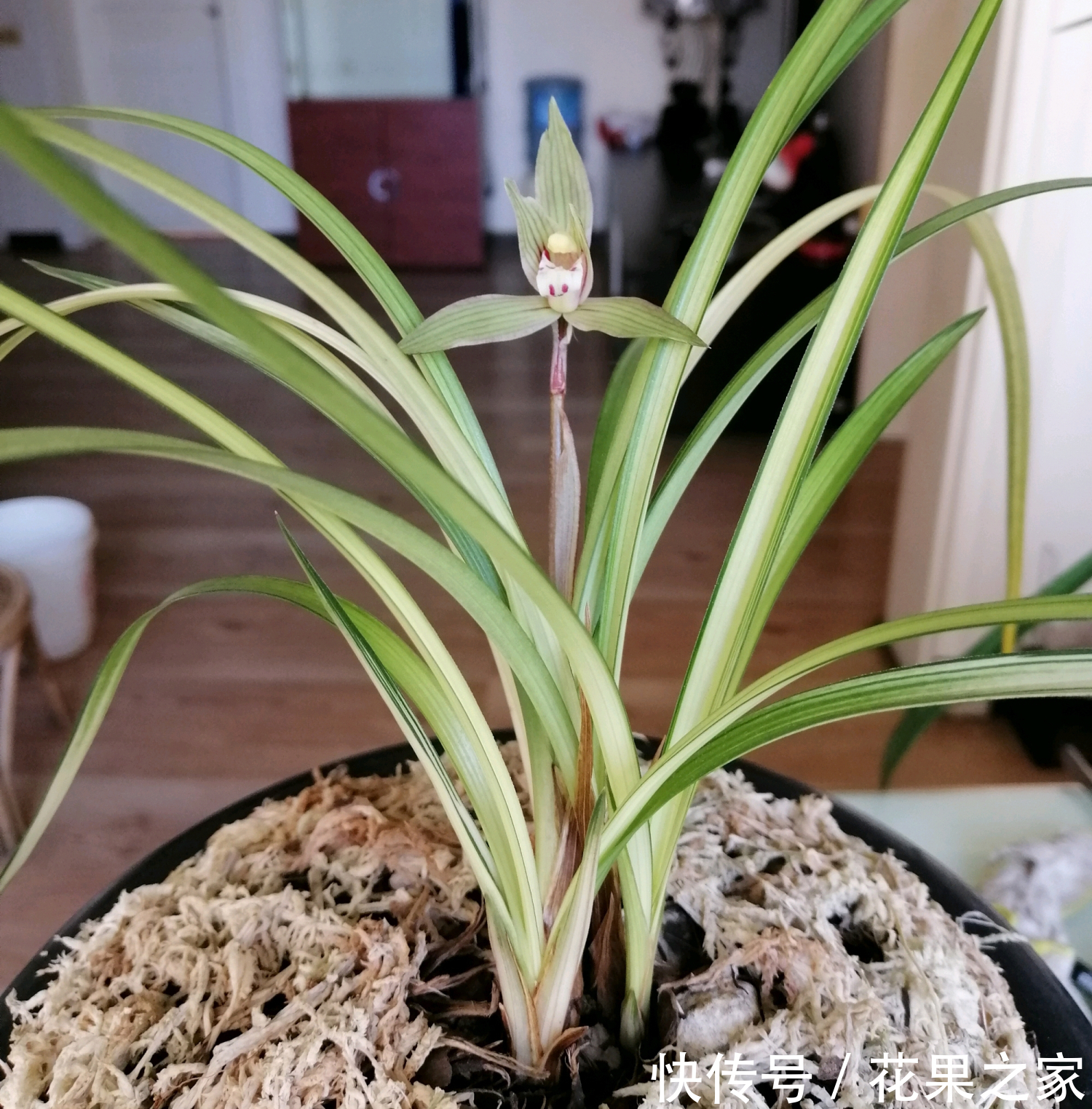  终于|五年磨一“花”，养了5年的艺兰，终于有个结果了！