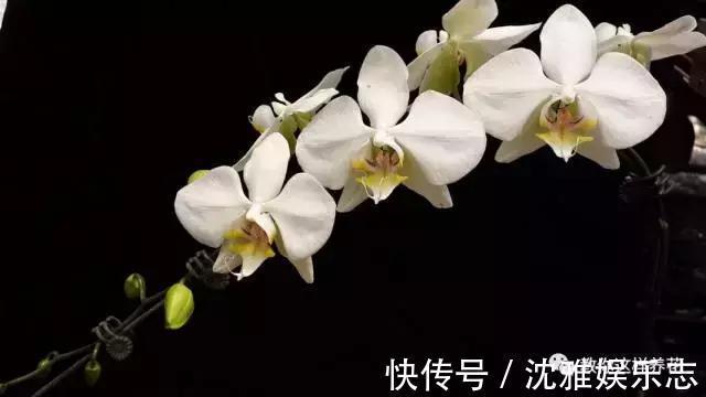 狐尾兰|4种“兰花”好养还爱开花，一开就是“花瀑布”，惊艳！