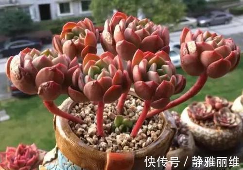 露养的多肉浇水后,叶子发软奄奄一息,多半是3个原因导致