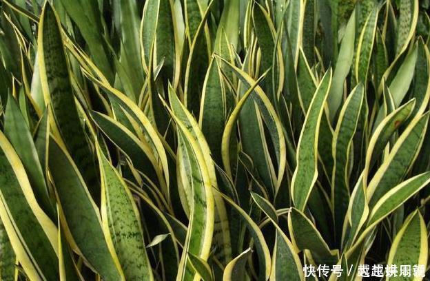 空气|适合家中老人养的3种花,好打理,成活率高,关键能净化空气