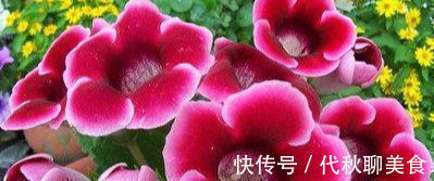 最适合家养的几种花,花期长还不招虫子,你家种了几盆