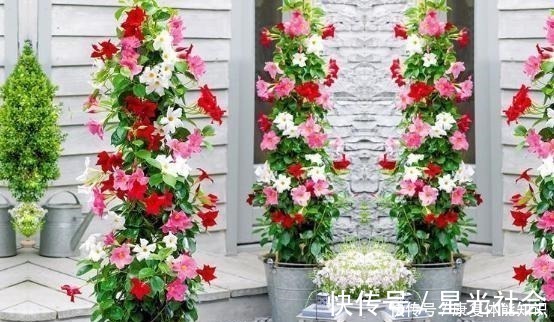 盆栽|一种小花太神奇,一对叶子6朵花,养一棵开一片,室内室外都能养!