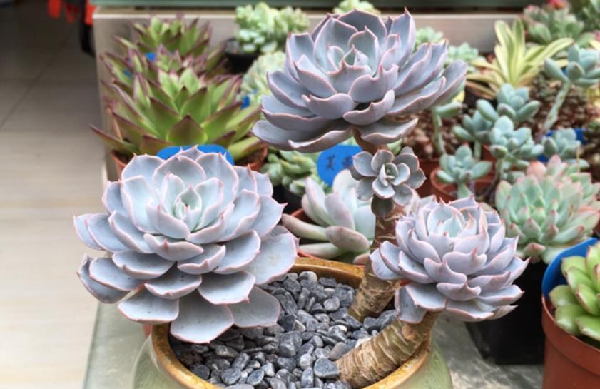 盘点5款耐寒多肉,冬天冻一冻长势旺,颜色艳丽惹人爱,适合新手