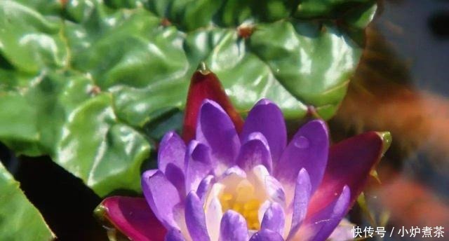 好好|人称“水中人参”,长得像“鸡头”,若见到,记得好好品尝