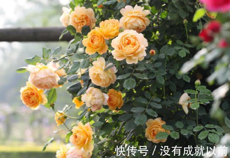 花海|高层阳台，建议安排2类花卉，一类长成花海，一类长成花瀑布