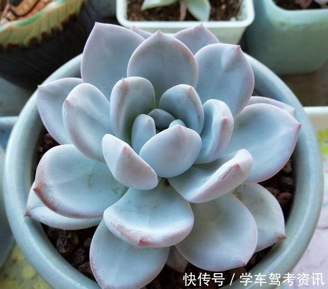 养多肉常见的4个误区,养啥都不行,怪不得养不久!