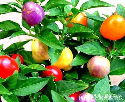 移栽|既好看，又好吃的七彩辣椒，你会错过在你的花盆么
