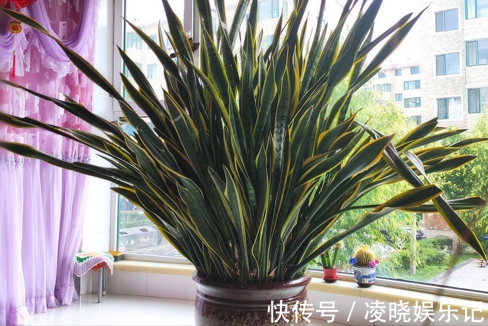 7种漂亮花，寿命长，颜值高，好养活，客厅养一盆，活了几十年