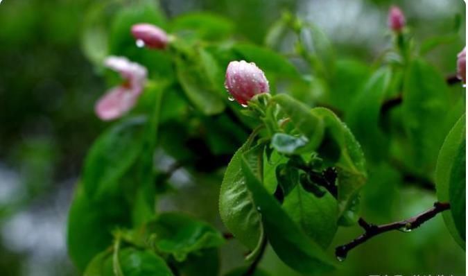 禅诗@宋代不知名尼姑偶见一枝梅花,写下28个字,无一生僻令人醍醐灌顶