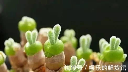 多肉长残的照片，看一次笑一次，根治各种抑郁