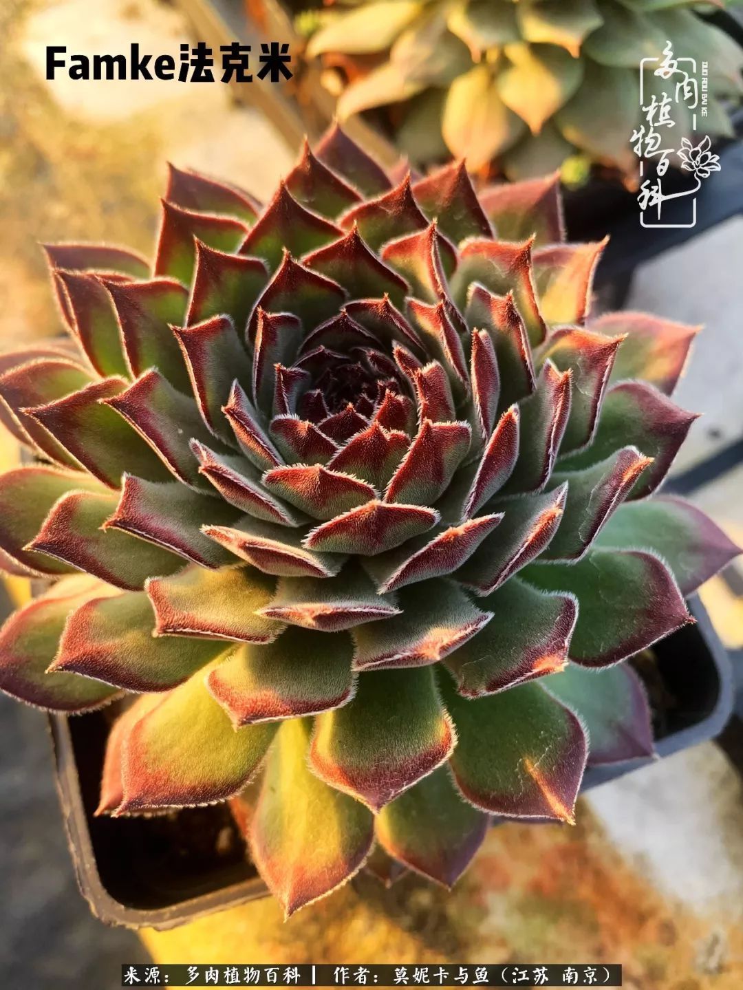 这多肉拼盘这么仙!如何制作达人手把手教你制作长生草拼盘!