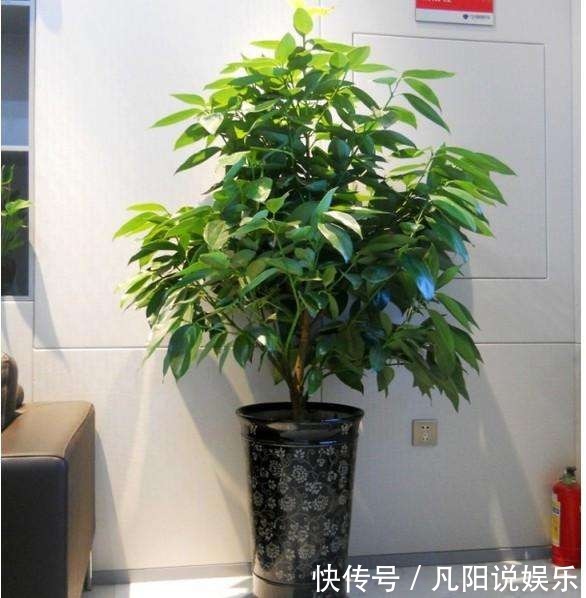 有钱人|有钱人最爱养这“3种”树,摆家里绿油油,生活越过越好!