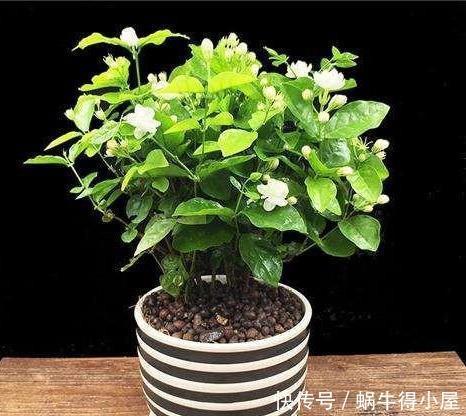 浑身|4种“香水花”,选一种养家里,晒晒太阳,满屋香水味,浑身带香