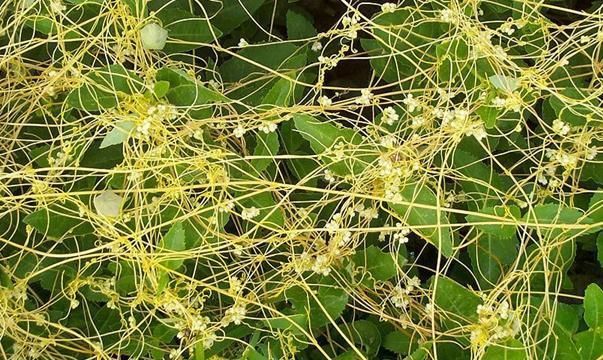 黄金|以下3种水,被称为“黄金水”,男人每天喝一杯,激活“荷尔蒙”