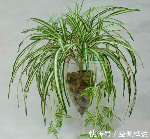 花草|4种花，适合养在卧室，皮实好养又省心，关键还能改善睡眠