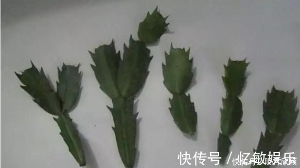 枝条|养花爱好者看过来这15种花现在“扦插”，生根快，一个周就长芽