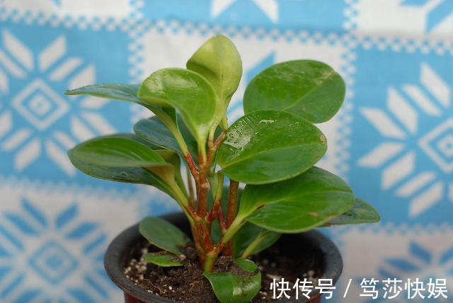 这花称为“电脑杀手”,桌边放几盆减少辐射,养得肉嘟嘟更具生机