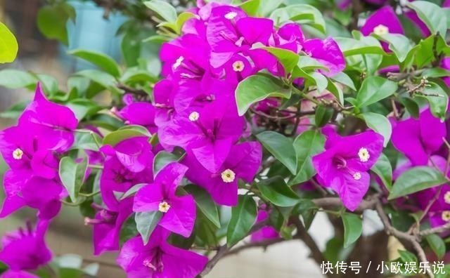 这几种花观赏性强爱开花，花期长花量大，养在家里赏花好