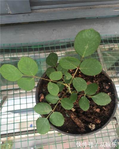 月季扦插不生根试试以下这个小妙招,保准根根活