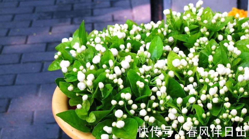 缺铁性黄叶|8月茉莉花长势旺,水肥充足生长进入“快车道”,绽放层叠群花
