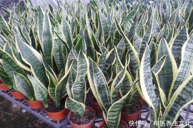 这几种花是酒鬼,浇水兑点啤酒水,叶子绿油油!