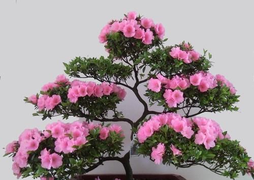  勤快|4种花最受欢迎，超级漂亮，开花勤快，室内盆栽也可以