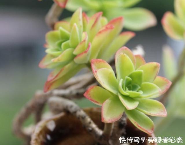 多肉薄化妆养护注意4点,叶色呈现靓丽的粉红色