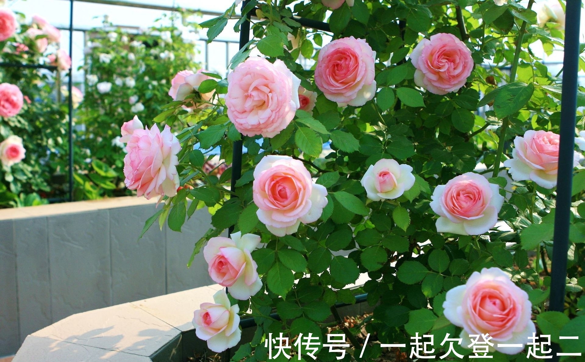 花苞|月季越养越差?满足2个“爱好”!不生病、长得快,来年开花还多