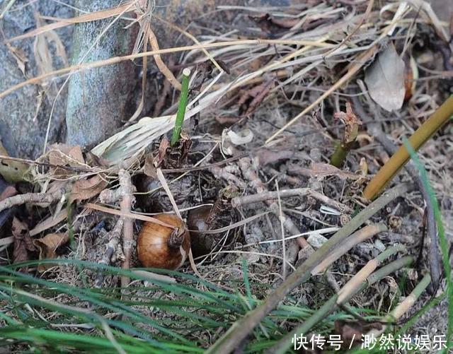 彼岸花如此美艳，却被日本人视为幽冥之花，深扒它的前世今生