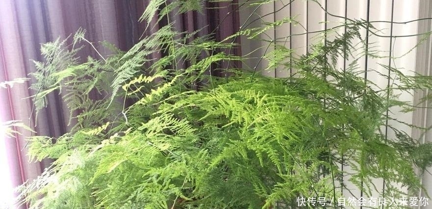 散光照射|怎样使文竹多冒新芽?做到3点养护,新芽蹭蹭冒