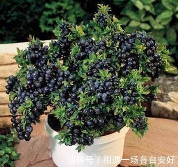 苹果树|阳台再小,也要养4种果树,植株矮小,结果颇多,还能当盆栽欣赏