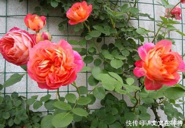 30种经典月季大合集,好看还养眼,看看你喜欢哪个