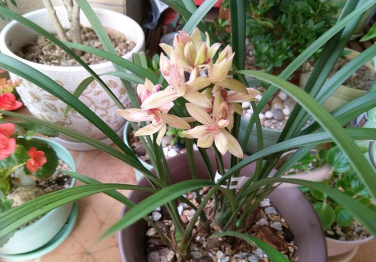 兰花|养兰花,有技巧,4个“基本”不能少,根系健康,花箭窜的高