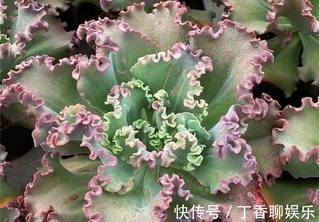 红裙|秋季养多肉，当然包菜三仙，个个雍容华贵，气质轻舞飞扬