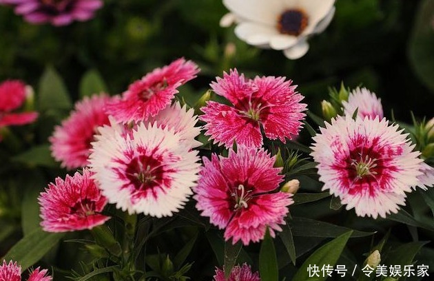 花色|石竹,是很好的观赏花卉,好看又能净化空气,花色艳丽!
