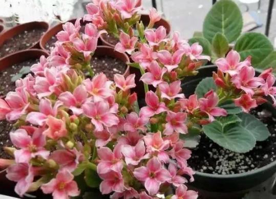 盆栽|夏季盆栽长寿花，重点注意这2方面，秋冬方能蹭蹭花开爆满盆