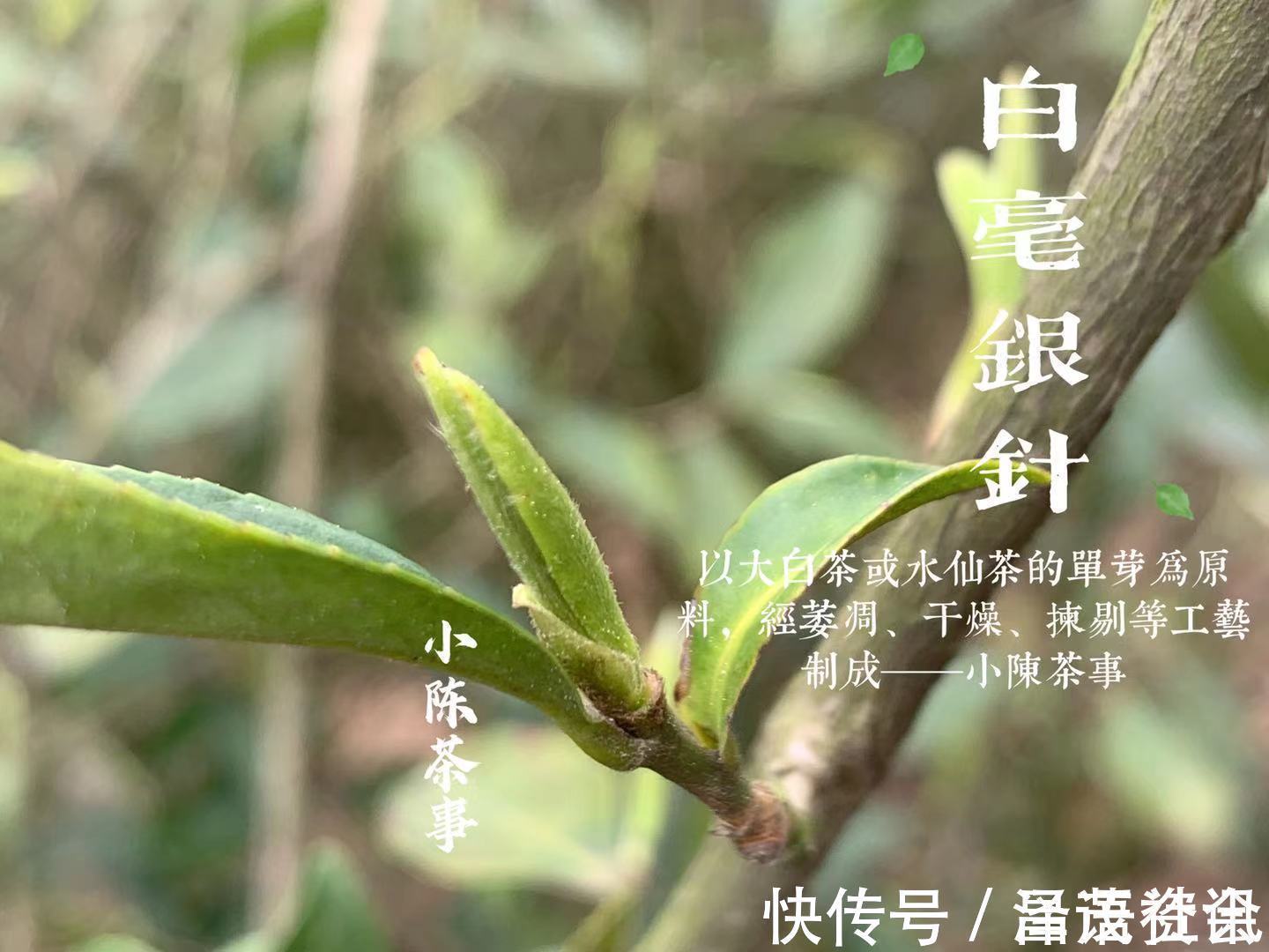 白毫银针@白茶圈令人迷惑的操作,有人心急想“买早”,有人淡定想“买老”