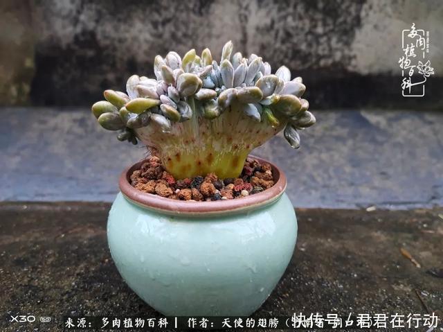 唯有植物,我的人生才不孤独!