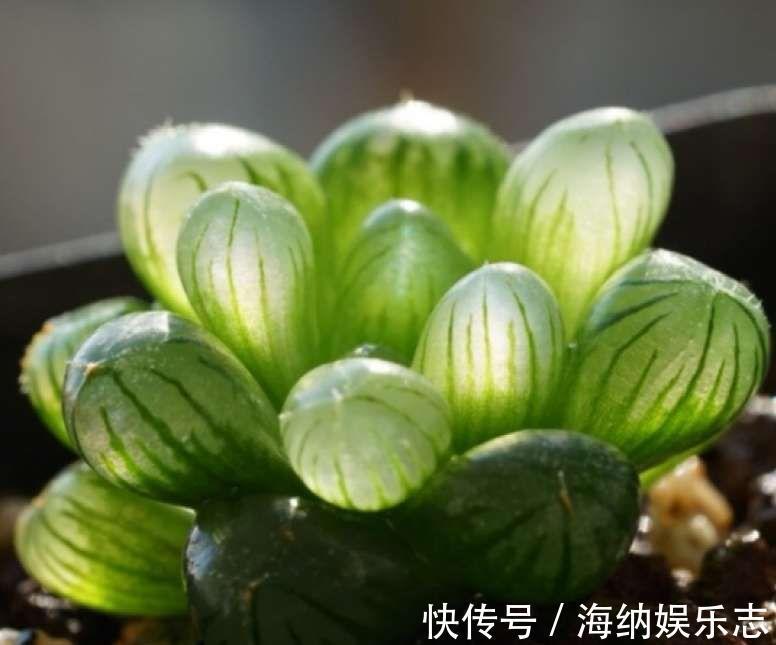 耐旱|4种多肉最适合懒人养,叶子厚实难徒长,养到就是赚到!
