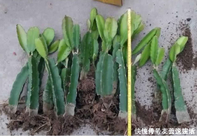 氮肥|在家也能种火龙果,7天生根发芽,好养易活结果量大,果子挂满树