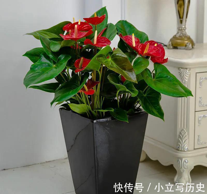 4种吉利花，养在家里很适合，花美人也顺，你喜欢哪一种呢