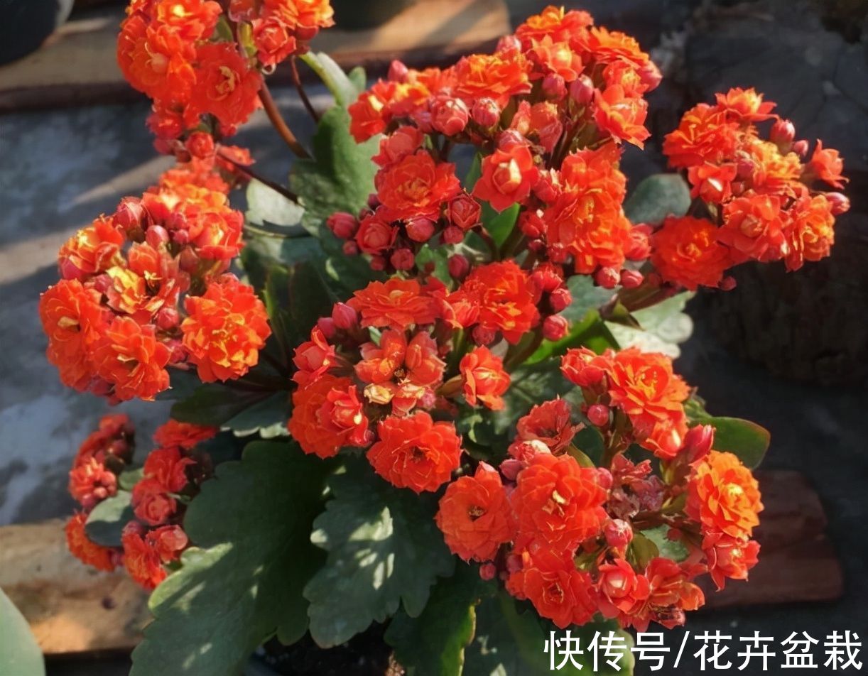 4种花不用买，摘片叶子就能扦插繁殖，适合新手