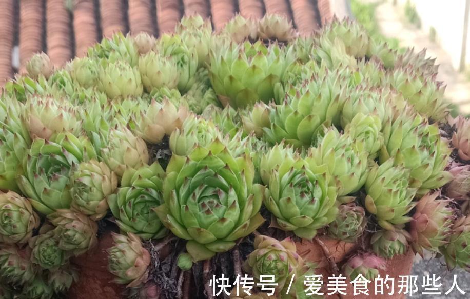 冬天养多肉观音莲，避开这4个误区，搁室内盆栽就能安全过冬