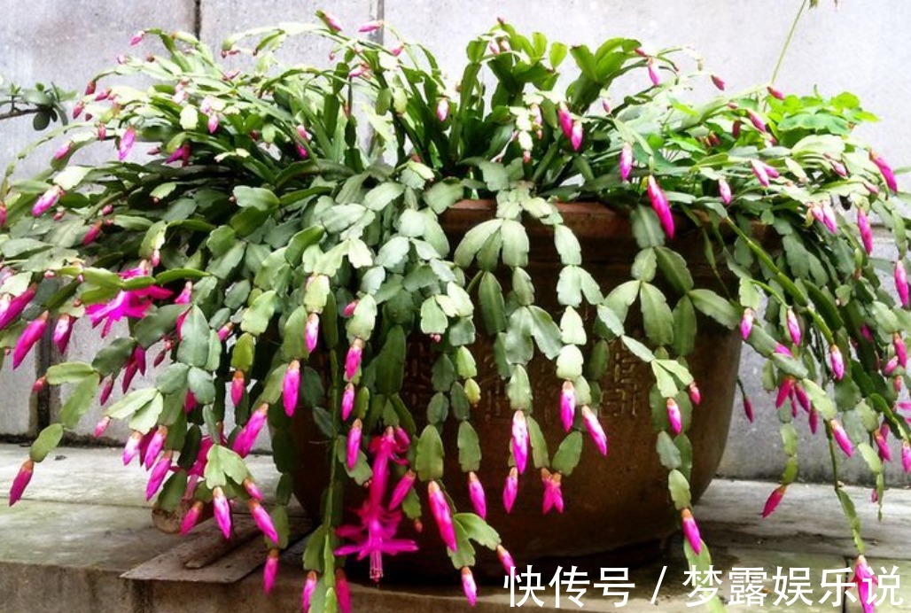 叶片|养蟹爪兰常见症状解决办法，只要发现不对劲，“见招拆招”准没错