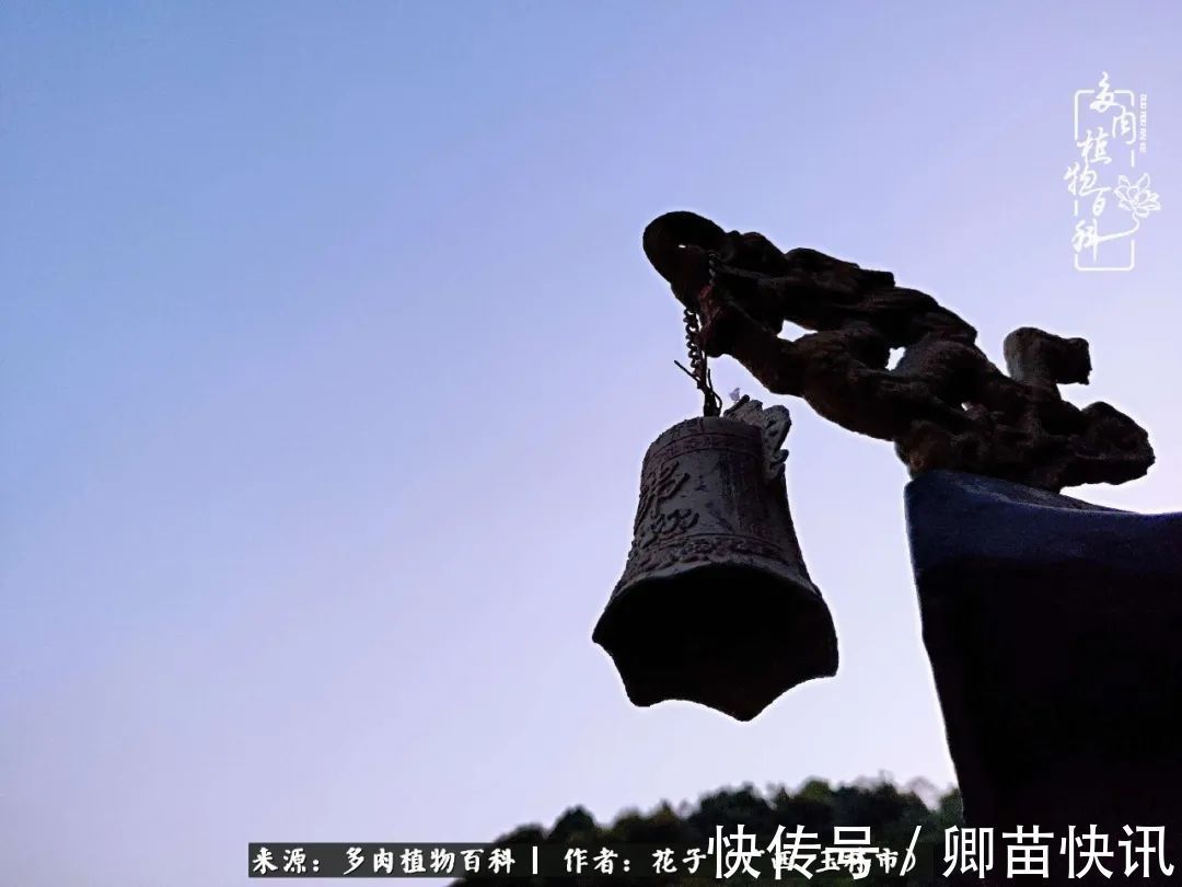 为了爱情来到陌生城市,偶遇多肉,地老天荒的爱恋!