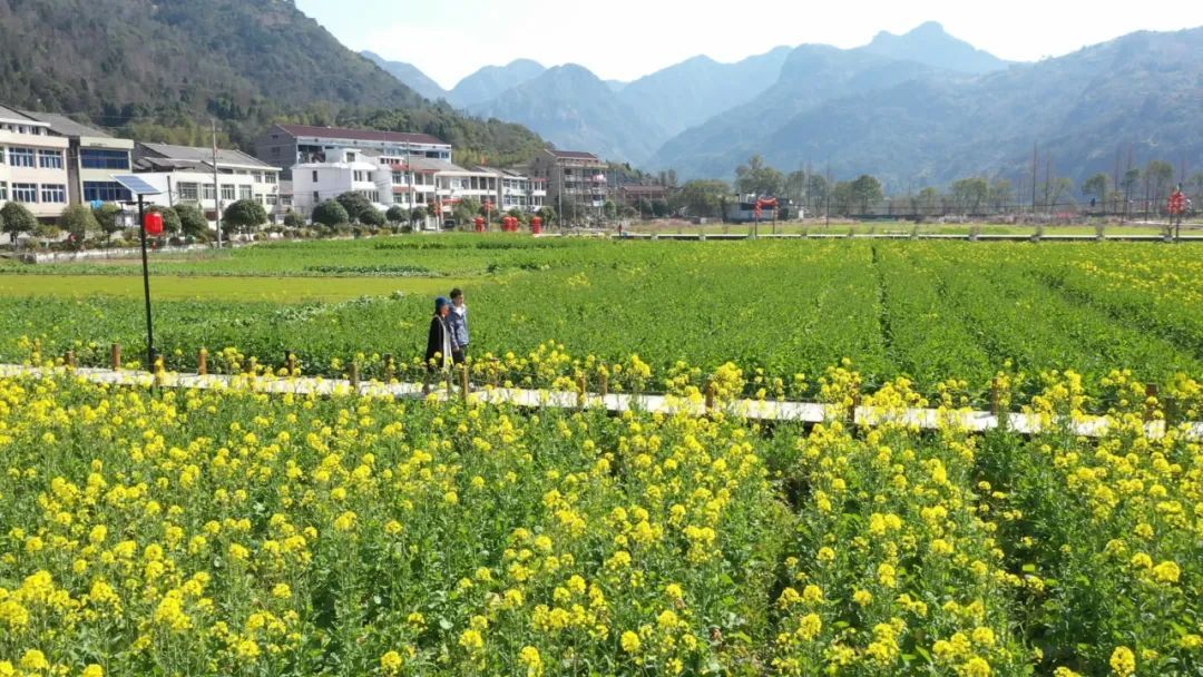 新芦村|300亩！永嘉县城也能看到油菜花海！