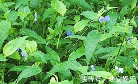 鸭跖草科|路边开蓝花的野草，是猪的保健品，更是人们退烧治腮腺炎的高手