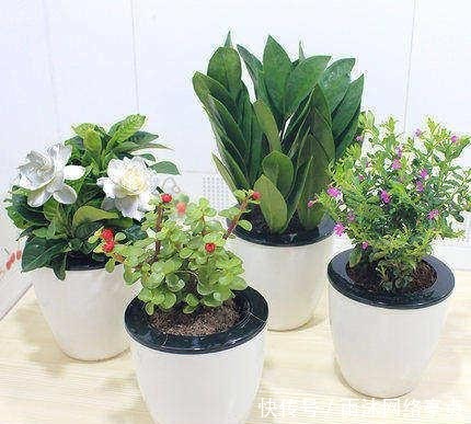 这五种花家里有只要有一盆,一年都见不到蚊子